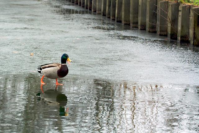 En plein hiver, le canard marche sur la glace