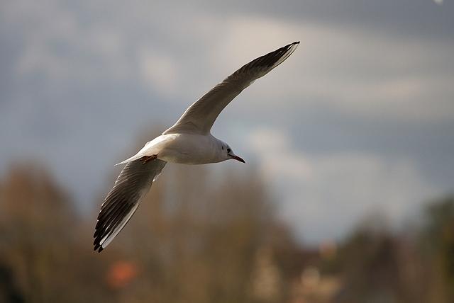 Mouette Vert le Petit