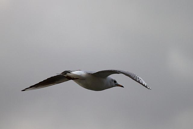 Mouette