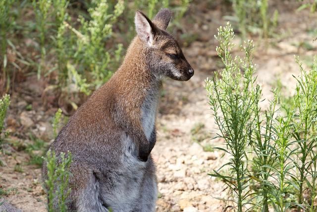 Wallaby