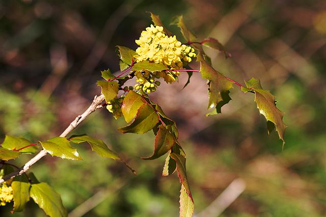 Mahognia