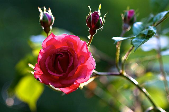 Rose contre jour