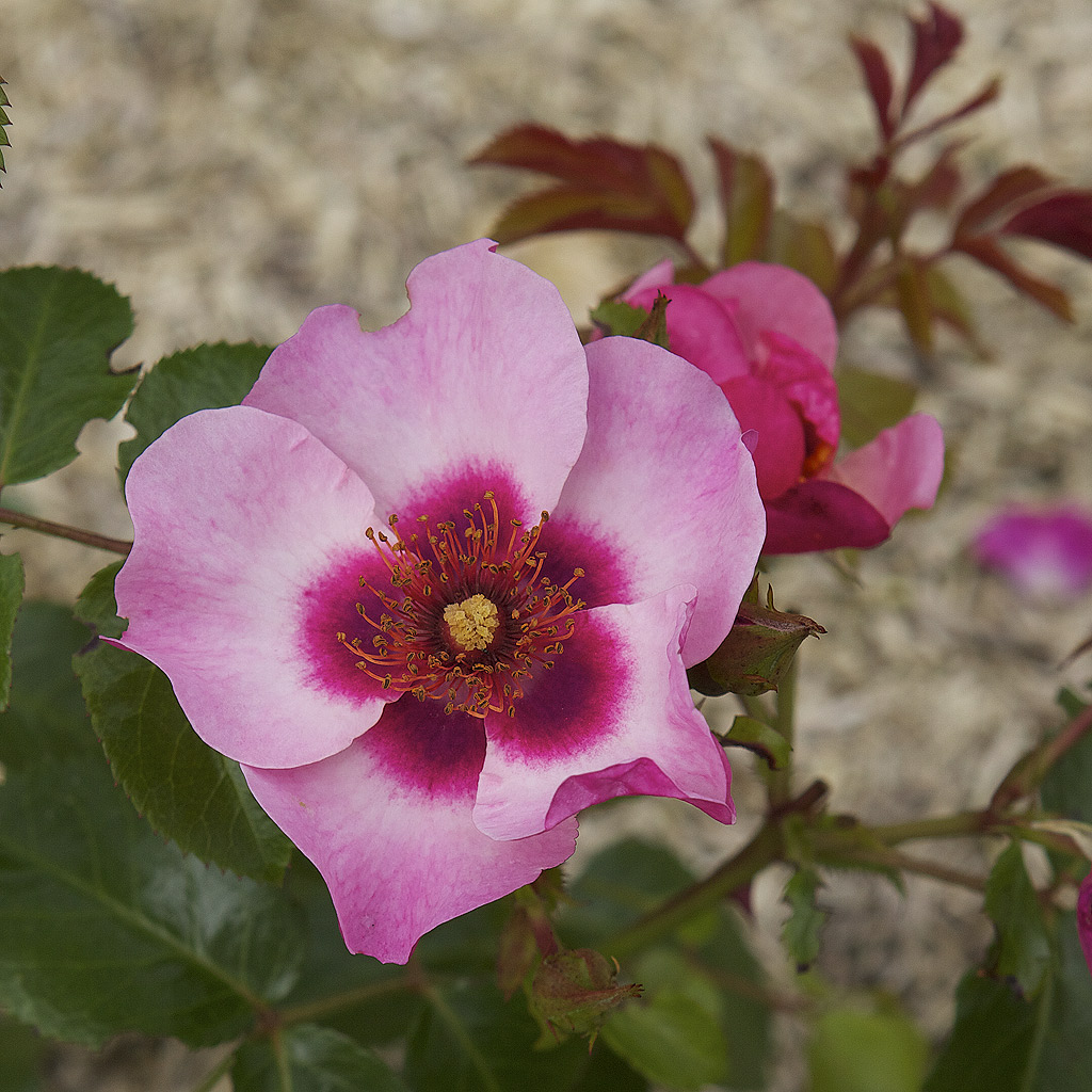 Rose. Jardin de Valloires Somme.