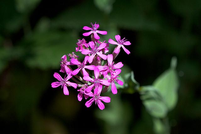 Silene Armeria