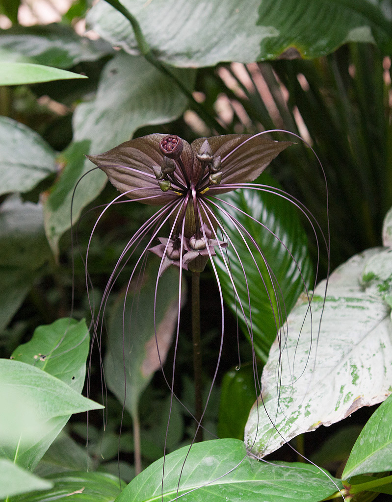 Fleur chauve souris Asie tropicale