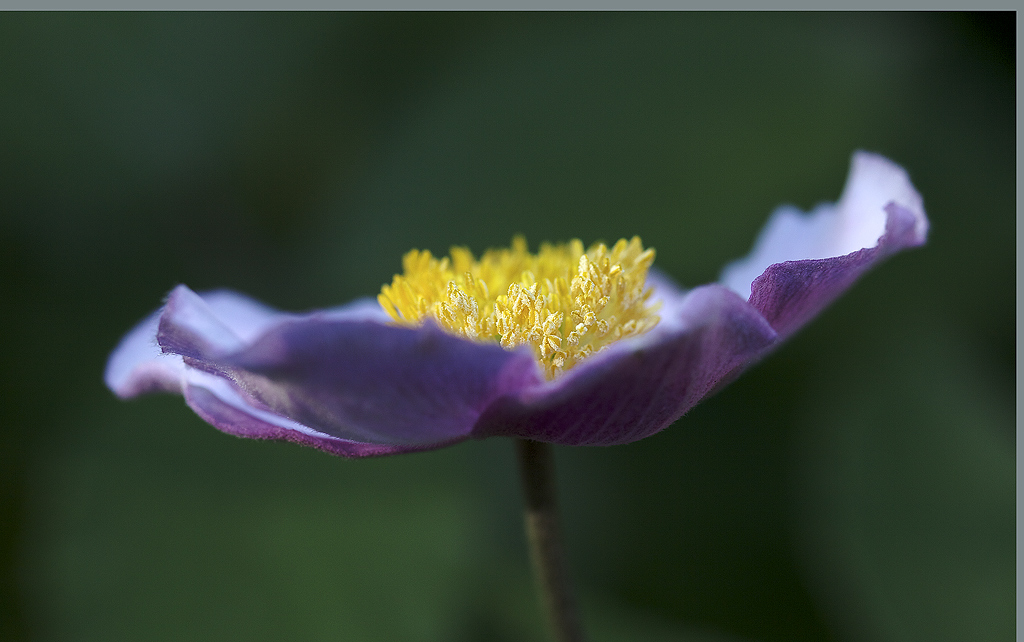 Anemone hupehensis