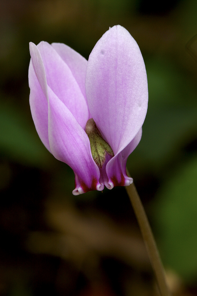 Fleur de sous bois très toxique.