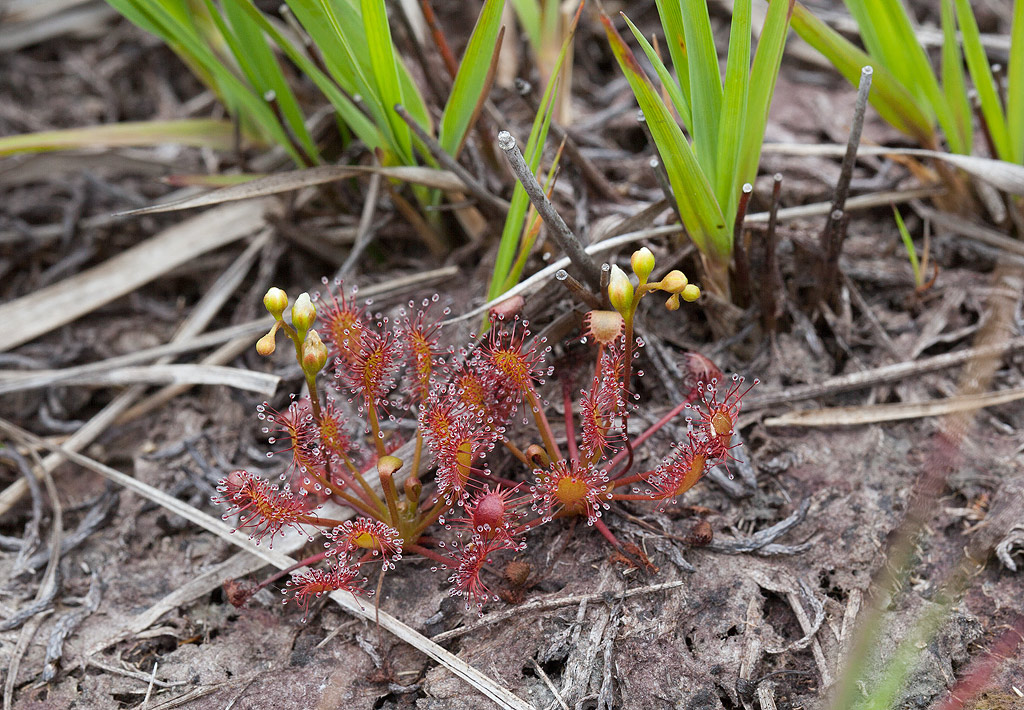 Drosera Tourbière du Venec Finistère Plante carnivore