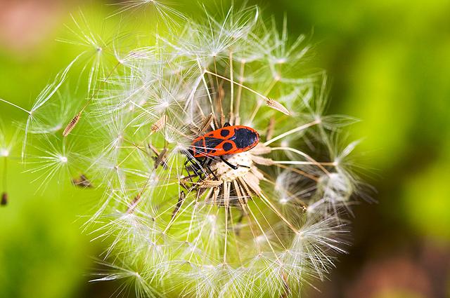 Pyrrhocoris apterus