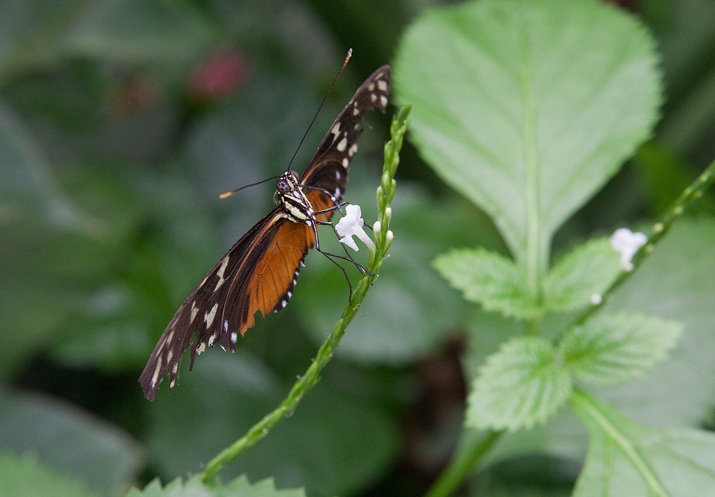 Costa rica. Parc floral Orleans.