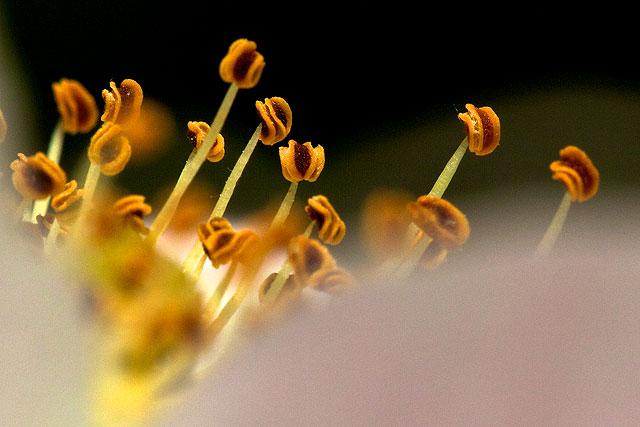 Pistils fleur d'églantier