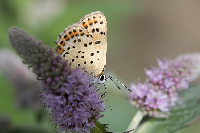 Plebejus argus