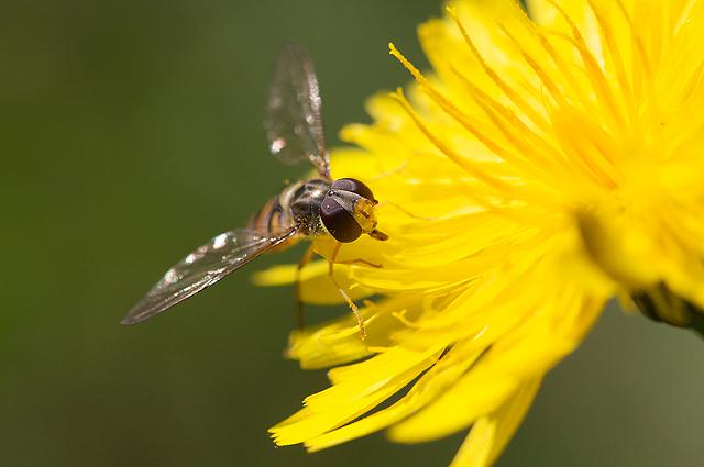 Syrphe sur fleur de pissenlit