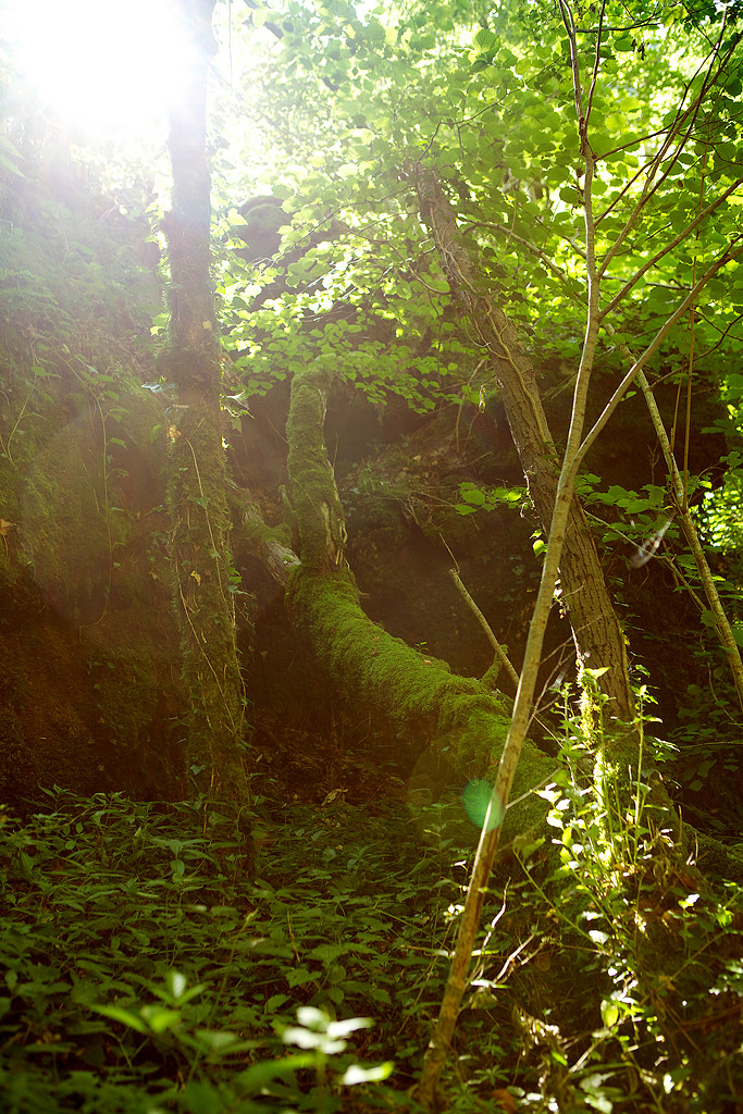 Gorge de la Cère à Thièzac Cantal