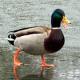 En plein hiver, le canard marche sur la glace