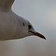 Mouette Vert le Petit