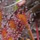 Drosera Tourbière du Venec Finistère Plante carnivore