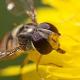 Syrphe sur fleur de pissenlit