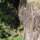 Pont du diable (Thueyts Ardèche)